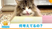 【映像】一心不乱に皿をペロペロする猫