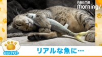 【映像】大興奮して魚のぬいぐるみで遊ぶ猫