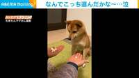 柴犬がおやつを入れた両手から“少ない方”を選択 飼い主を見つめる悲しげな姿が話題