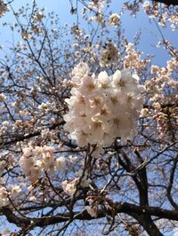 小林麻央『ありがとうございます。』