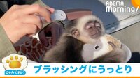 ブラッシングにウットリする赤ちゃん猿