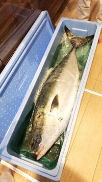 金子貴俊『ブリ三昧』