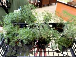 北斗晶、惚れ込んで購入した“苗”を紹介「あの匂いで驚きました」 