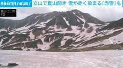 立山で夏山開き 雪が赤く染まる「赤雪」も