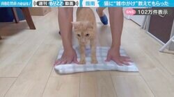 猫が“雑巾がけ”の正しいフォームを指導！？飼い主と掃除する姿に「猫の手を借りるって可能だったんだ」「楽しくなりそう！」と反響