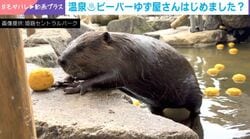 温泉デビューのビーバー→ゆず屋さん開店で話題「几帳面」「一つ下さい」などの声