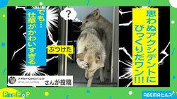 人間味溢れすぎな“頭をぶつけたリアクション”をするイヌが話題 飼い主「しょんぼりしてた」