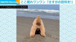 ここ掘れワンワン！ハマグリを掘り当てるトイプードルに「サンバイザーが似合いすぎて頭に入ってこなかったw」の声