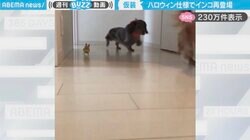 虹の橋を渡った愛鳥との思い出…モンスター仮装のインコに「ひさしぶり！」「心癒される…再投稿ありがとう」と懐かしむ声