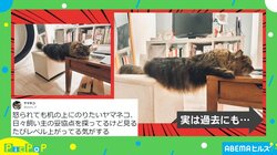 机に乗ったら怒られる猫 “ギリギリを攻めた写真”に飼い主も怒れず笑顔 「こんなん許してしまう」「逆に疲れそう…ｗ」と反響
