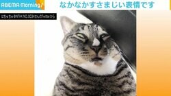 “黒目が行方不明” 衝撃的な顔を披露する猫に反響 「顔力すご」「白目もだけど口が…」