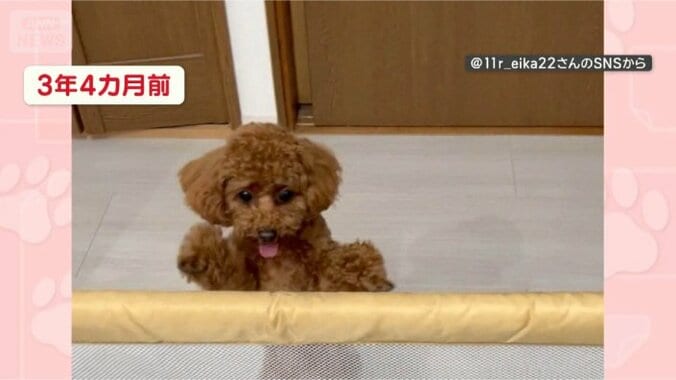 この頃からダンスは得意だわん