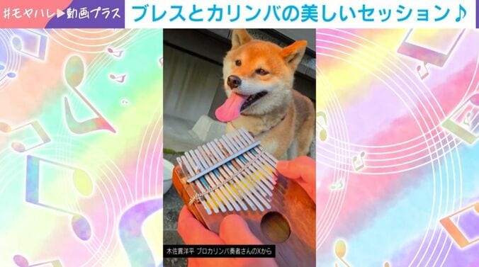 柴犬＆カリンバのセッション