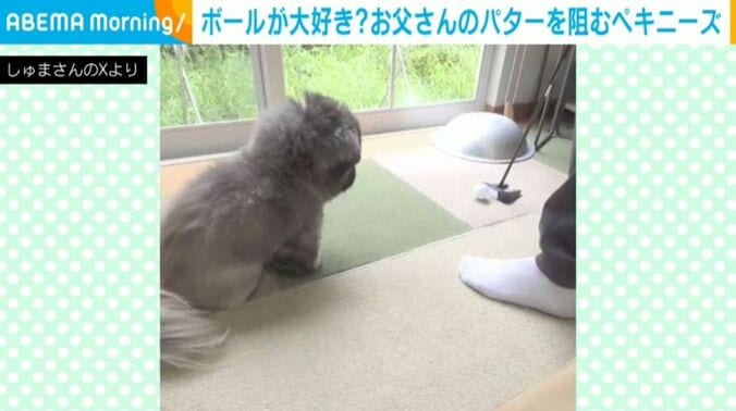 ペキニーズの朱鞠くん