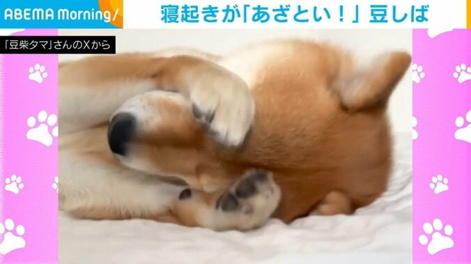柴犬のタマちゃん（3歳）