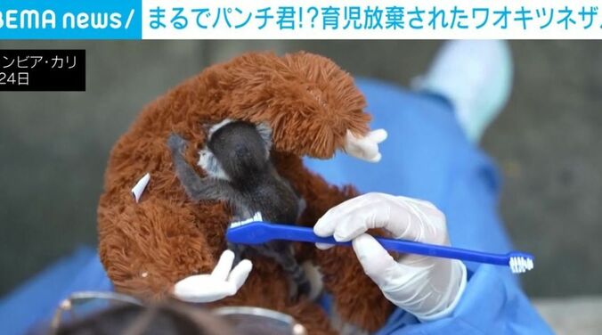 ワオキツネザルの赤ちゃん「ダイアナ」