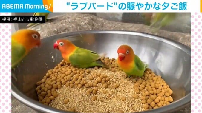 インコがエサに群がり“大合唱