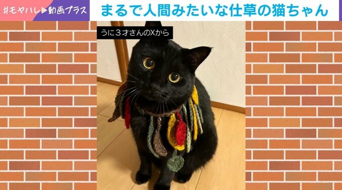猫のうにくん