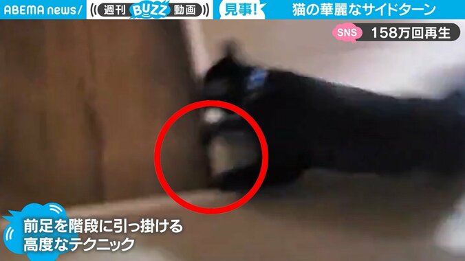 階段を駆け下りる猫が「野生むき出し」と話題 180度の“超絶”ターンに驚きの声 1枚目