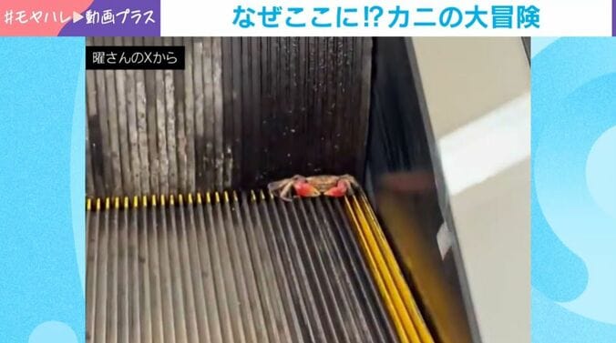 エスカレーターで遭遇したカニ
