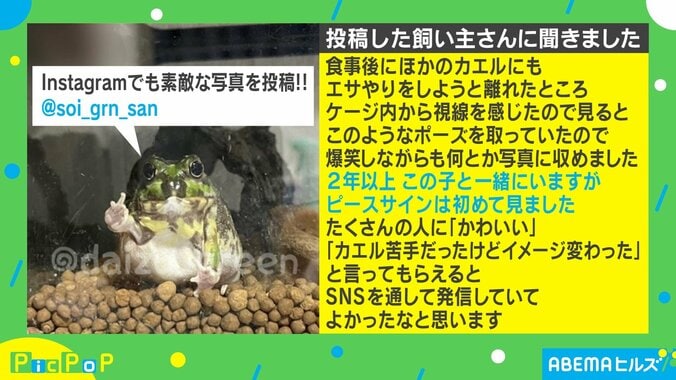 ケージにいるカエルがシュールすぎる“珍行動” 飼い主の心を掴む愛らしい姿が話題 2枚目