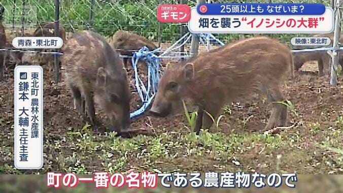 “イノシシ大群”畑襲う瞬間　ウリ坊含め25頭以上も　コメ被害相次ぐ 1枚目
