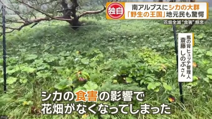 かつて一面の花畑だった場所