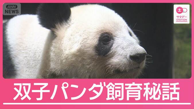 さよなら双子パンダ　現役職員らが語った飼育秘話 1枚目