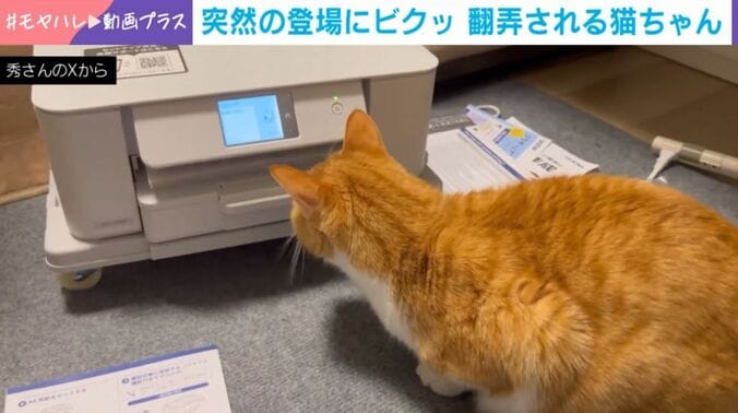 レオくん