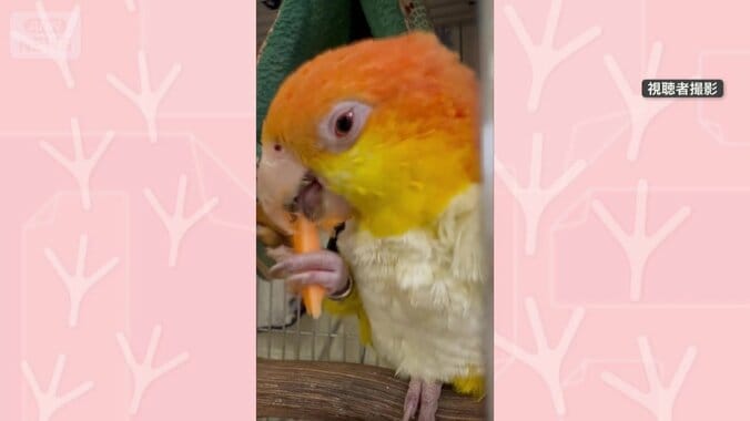 おやつのにんじんを頬張る