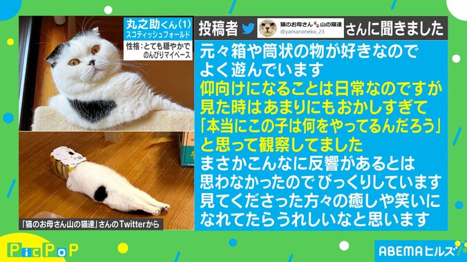 仰向けで足がピーン！人間のような猫の動画がSNSで240万回再生の大反響「嫌なことがあってもこれ見たら笑える」 2枚目