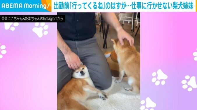 豆柴のにこちゃんとたまちゃん