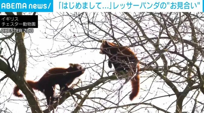 コーダ＆アカシ