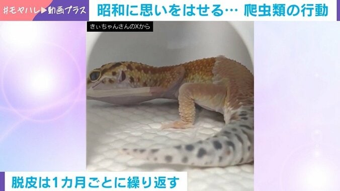 ヒョウモントカゲモドキの脱皮の様子