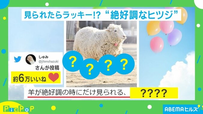 羊が絶好調の時にだけ見られる? 奇跡の一枚に「めっちゃ楽しそう」「縁起が良さそう!!」の声 1枚目