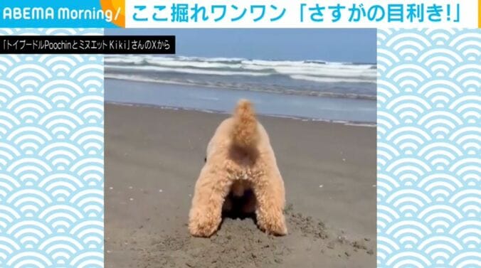 トイプードルのプーチンくん