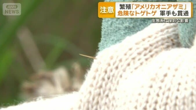 軍手をあてるとトゲが貫通