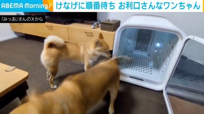 豆柴