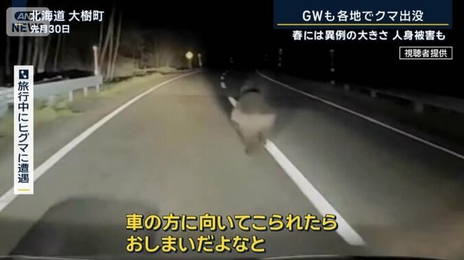旅行中にヒグマに遭遇