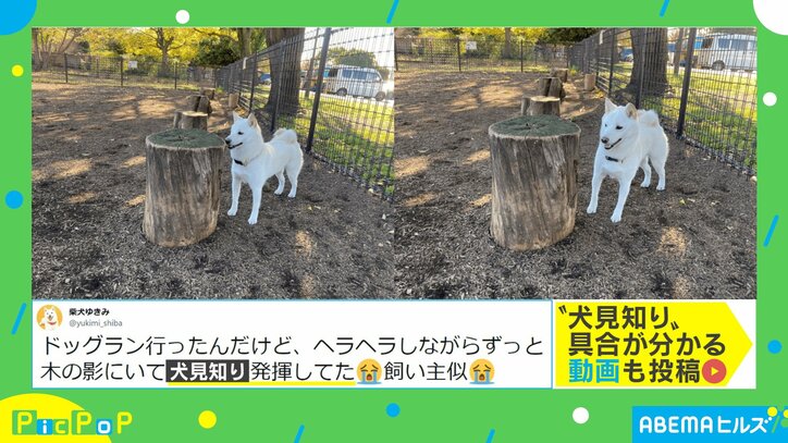 ドッグランに来たものの…“犬見知り”全開で「切なくなってきた」「犬社会も色々あるのな」