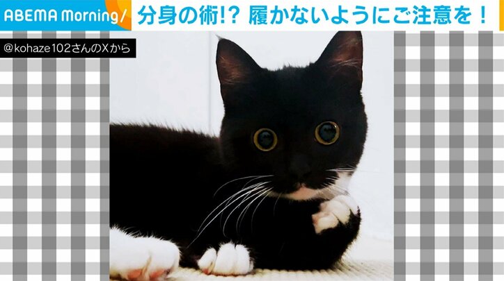 猫の「こはぜ」ちゃん（1歳）