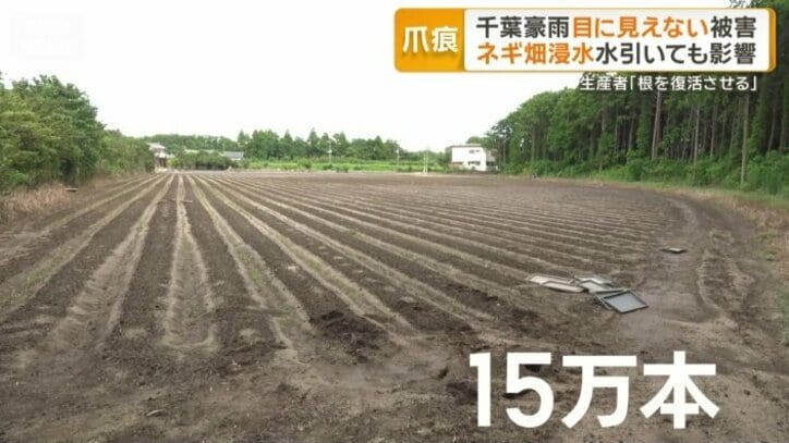 15万本を植えたばかりだというネギ畑