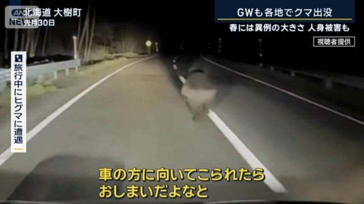 旅行中にヒグマに遭遇