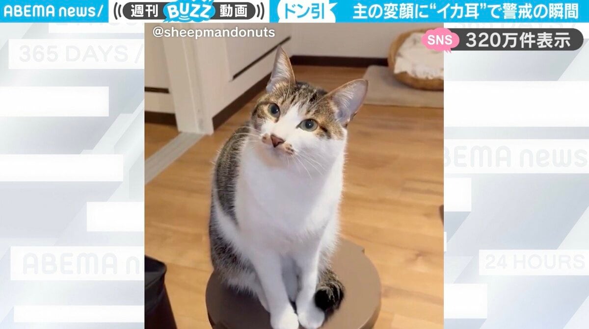飼い主の変顔にドン引き…猫が“イカ耳”で警戒する様子に「愛おしそうに