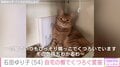 石田ゆり子、“生活感あふれる”自宅の棚でくつろぐ飼い猫の姿を公開 「その気持ちわかるわ〜」