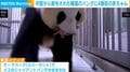 中国から貸与された韓国のパンダに4頭目の赤ちゃん