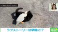 恋は盲目!? 猫とアヒルの“再会シーン”に称賛の嵐「確かに情熱的」「種を超える愛」