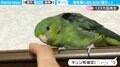 「キュン死、確定」なツンデレすぎるインコの予想外リアクション…飼い主を翻弄するテクに110万回再生