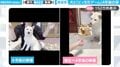 進化した絶望感!?柴犬との『どっちだゲーム』、“4年前”と“今”の反応比較に「成長した絶望の表情、声出して笑ったw」「リアクション芸は完璧!」と反響