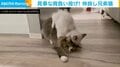 重すぎる愛情表現に“背負い投げ”!仲良し兄弟猫の姿に「1本!!お見事」「綺麗に投げられてる!」と反響続々